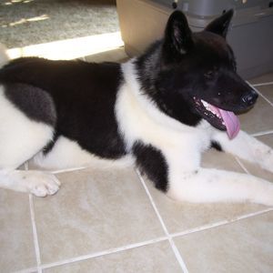 Meet your Posher, Koranr